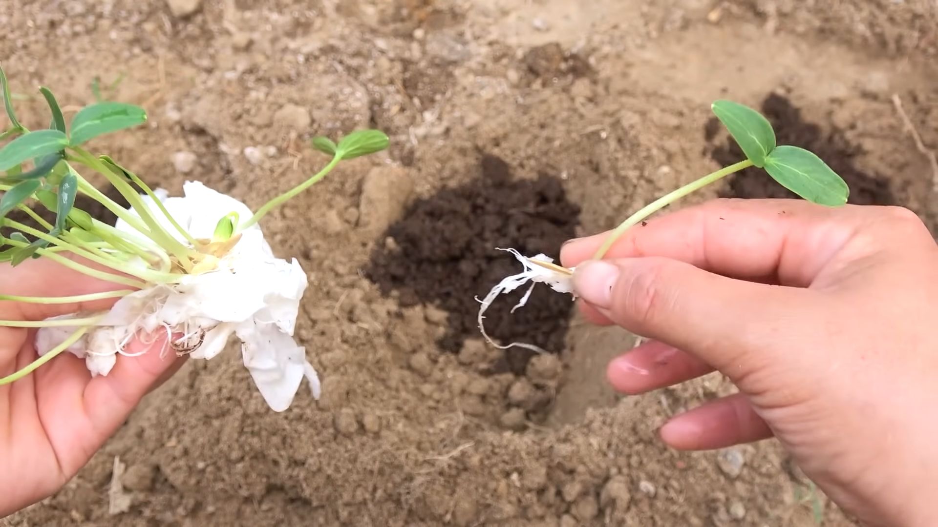 Grow Crunchy Cucumbers Home