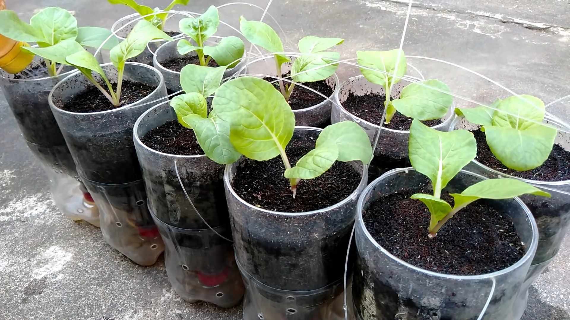 Grow Pechay on Balcony