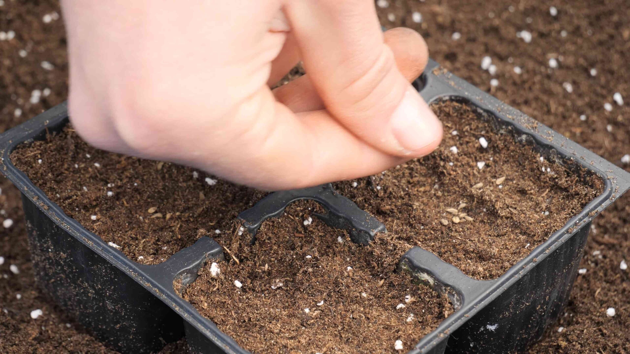 Grow Parsley Beginner Gardener