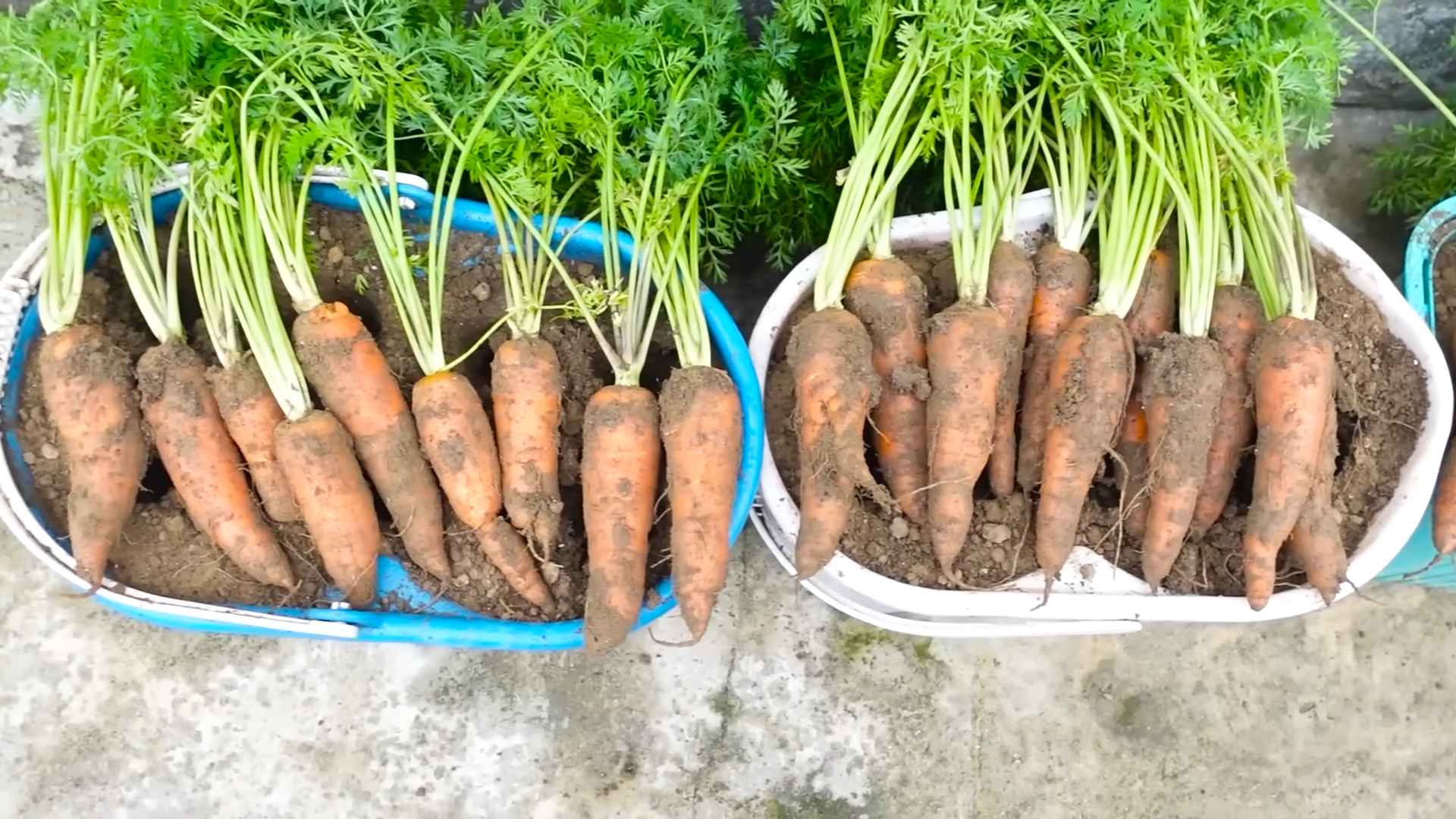 Balcony Carrot Growing Hack