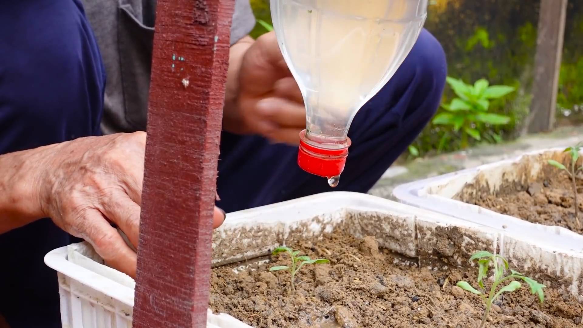 Grow Tomatoes at Home