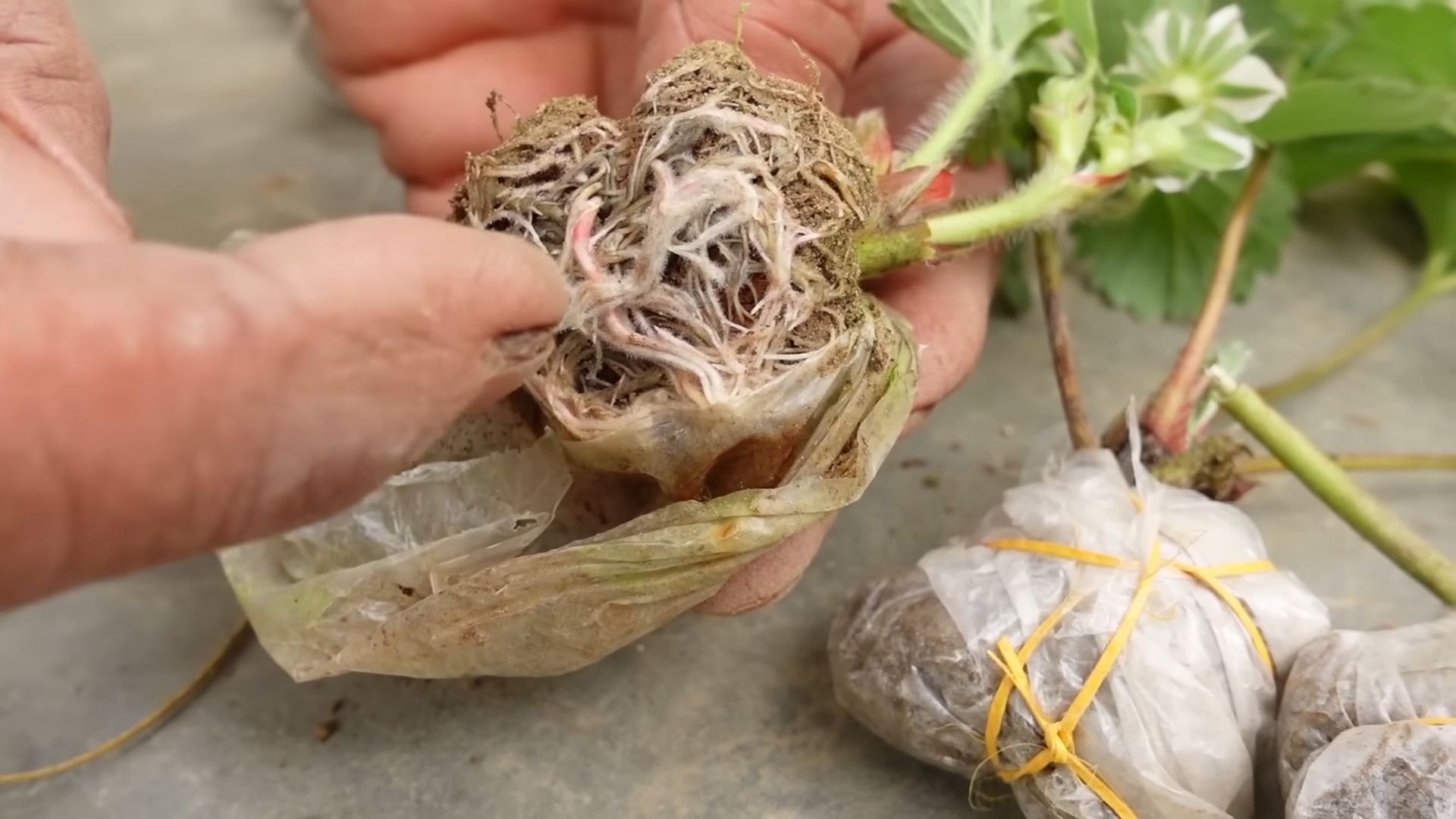 Grow Your Own Strawberries