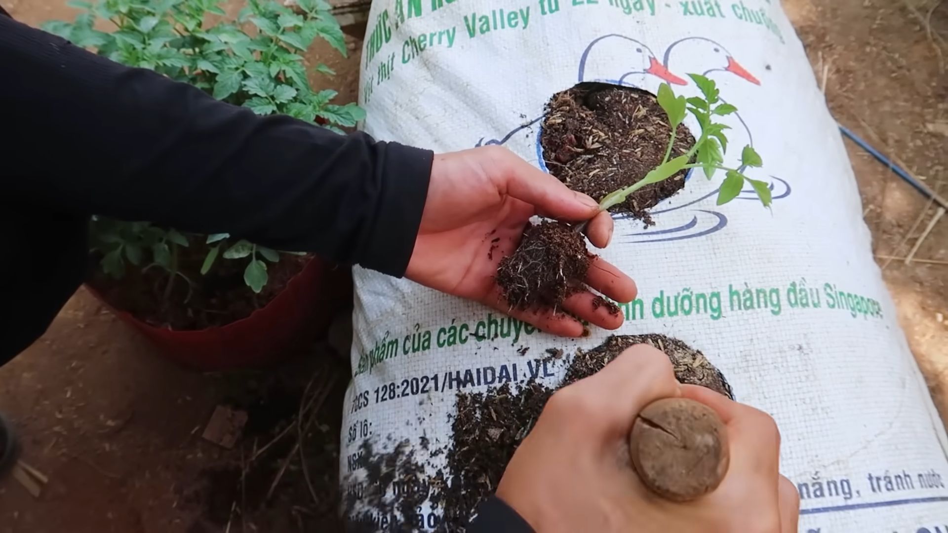 Grow Fresh Tomatoes