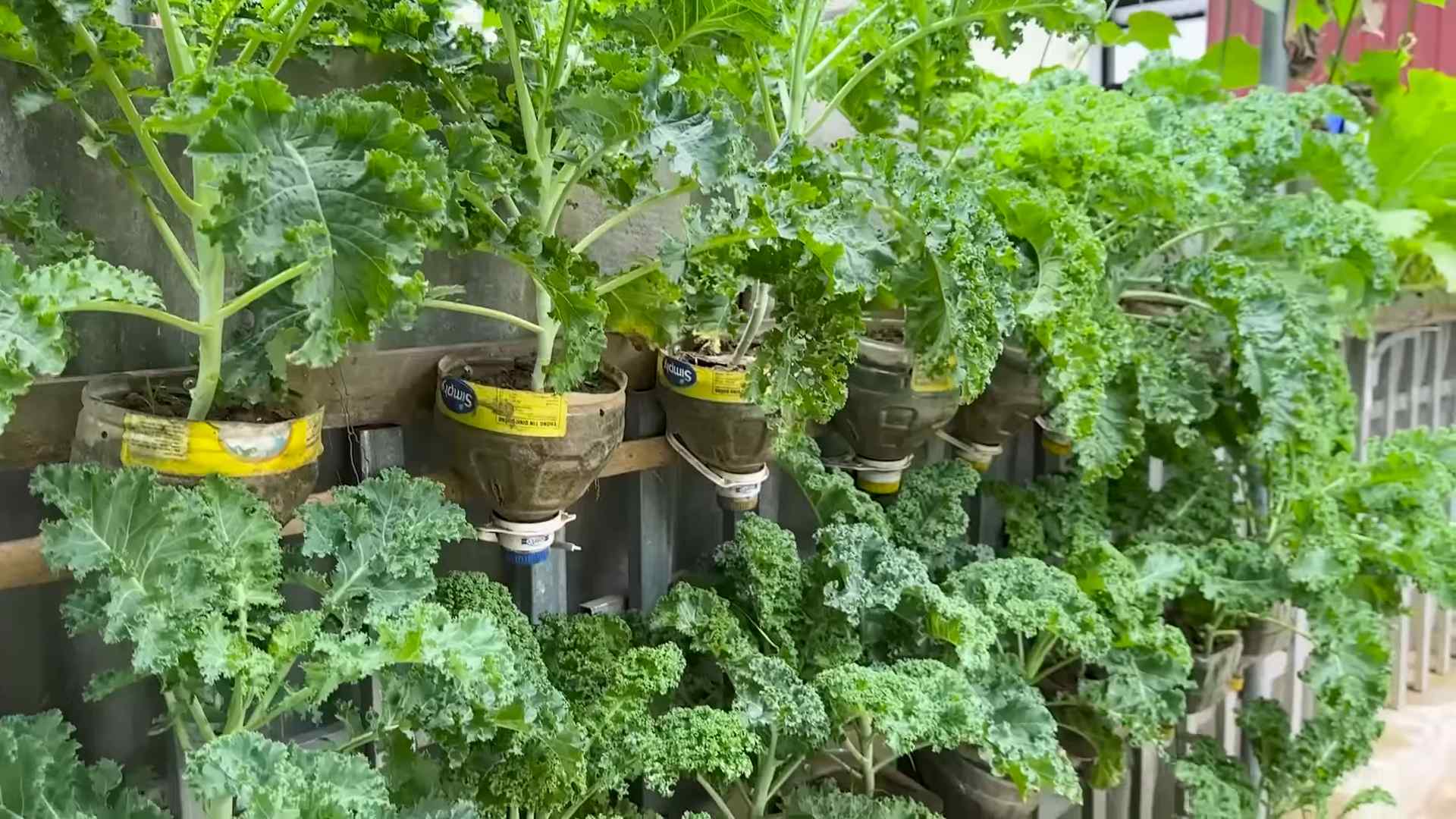 Grow Your Own Kale