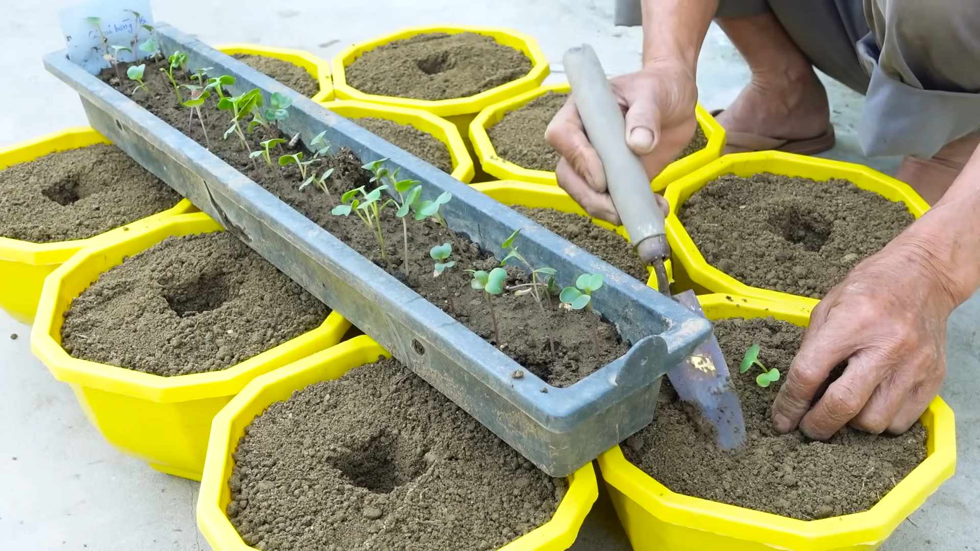 Growing pink radishes