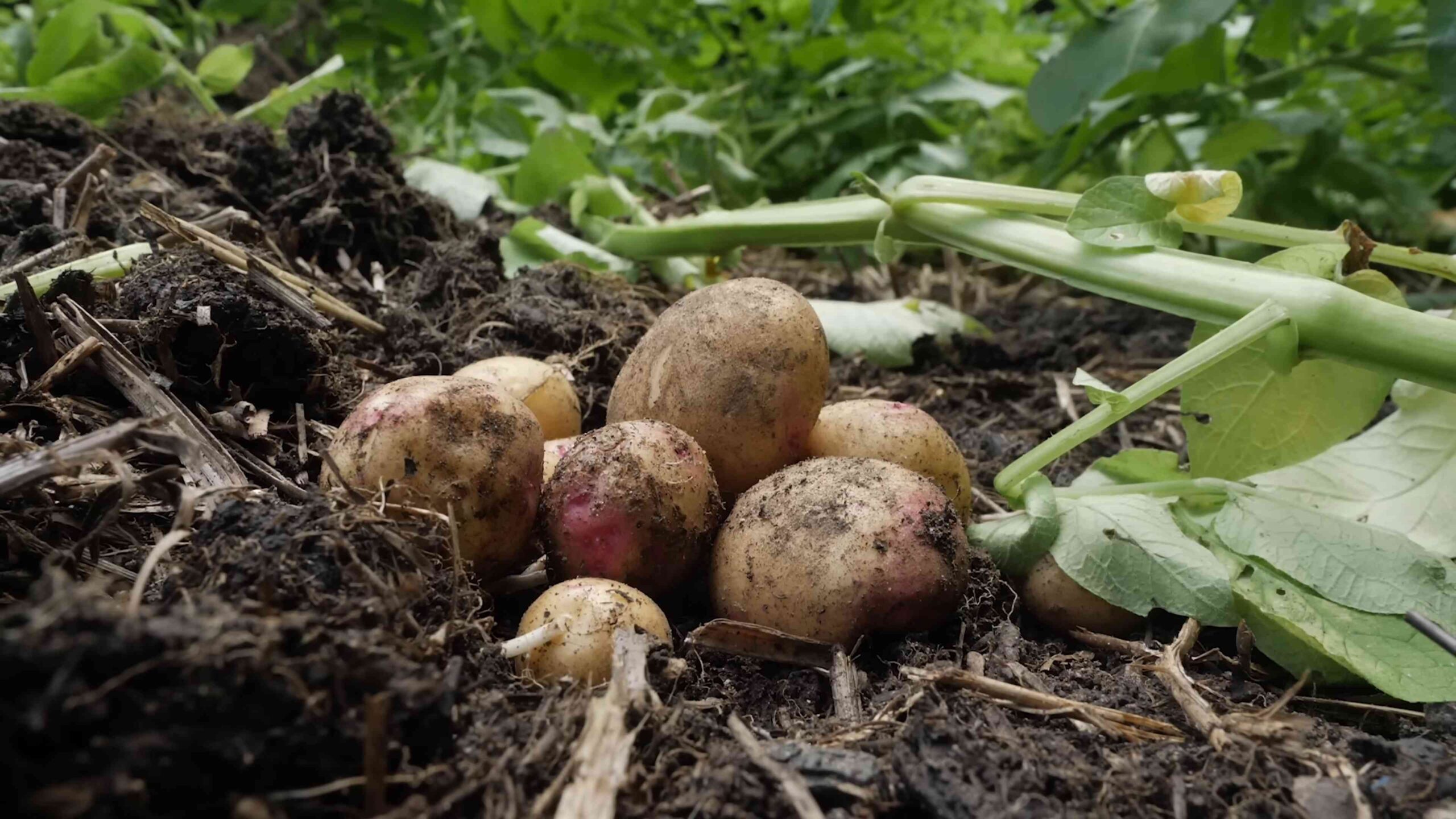 Grow Potatoes at Home