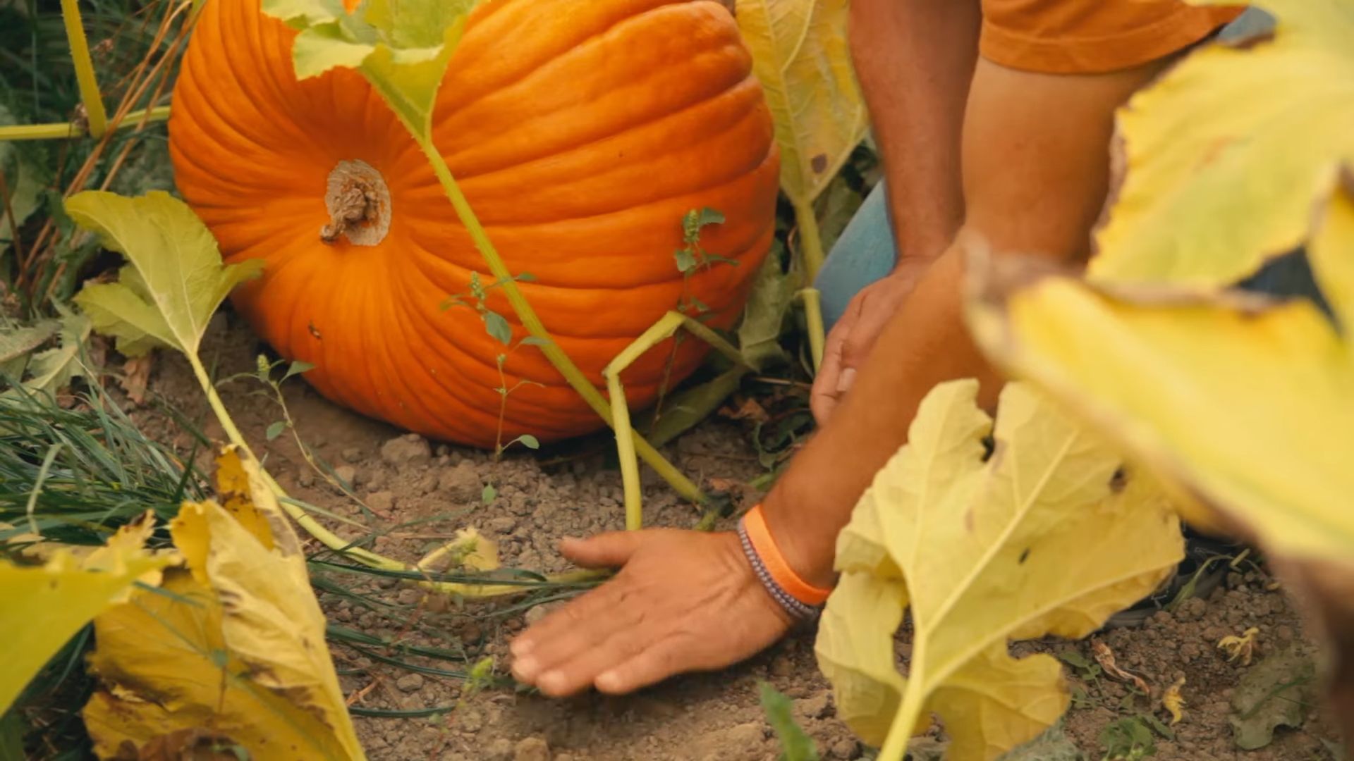 Grow Pumpkins at Home