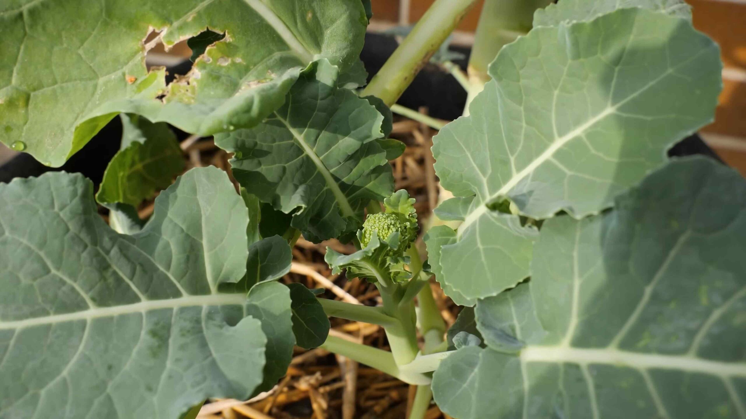 Home Broccoli Growing Guide
