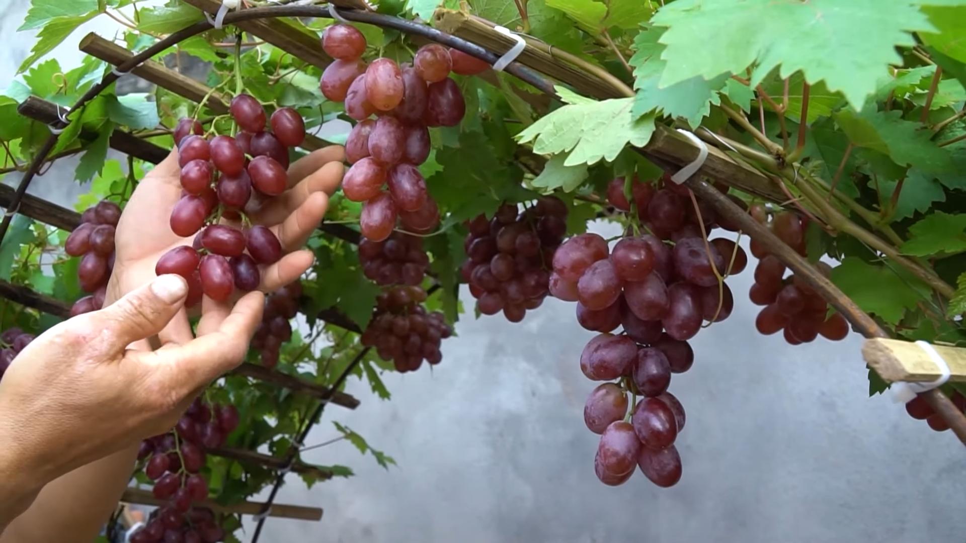 Growing Grapes at Home