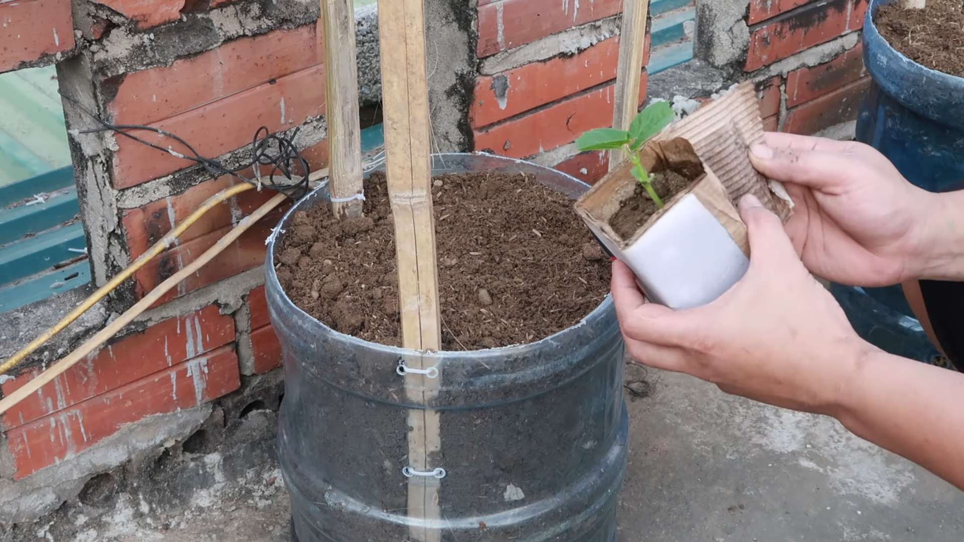 Grow Bitter Melon Easily