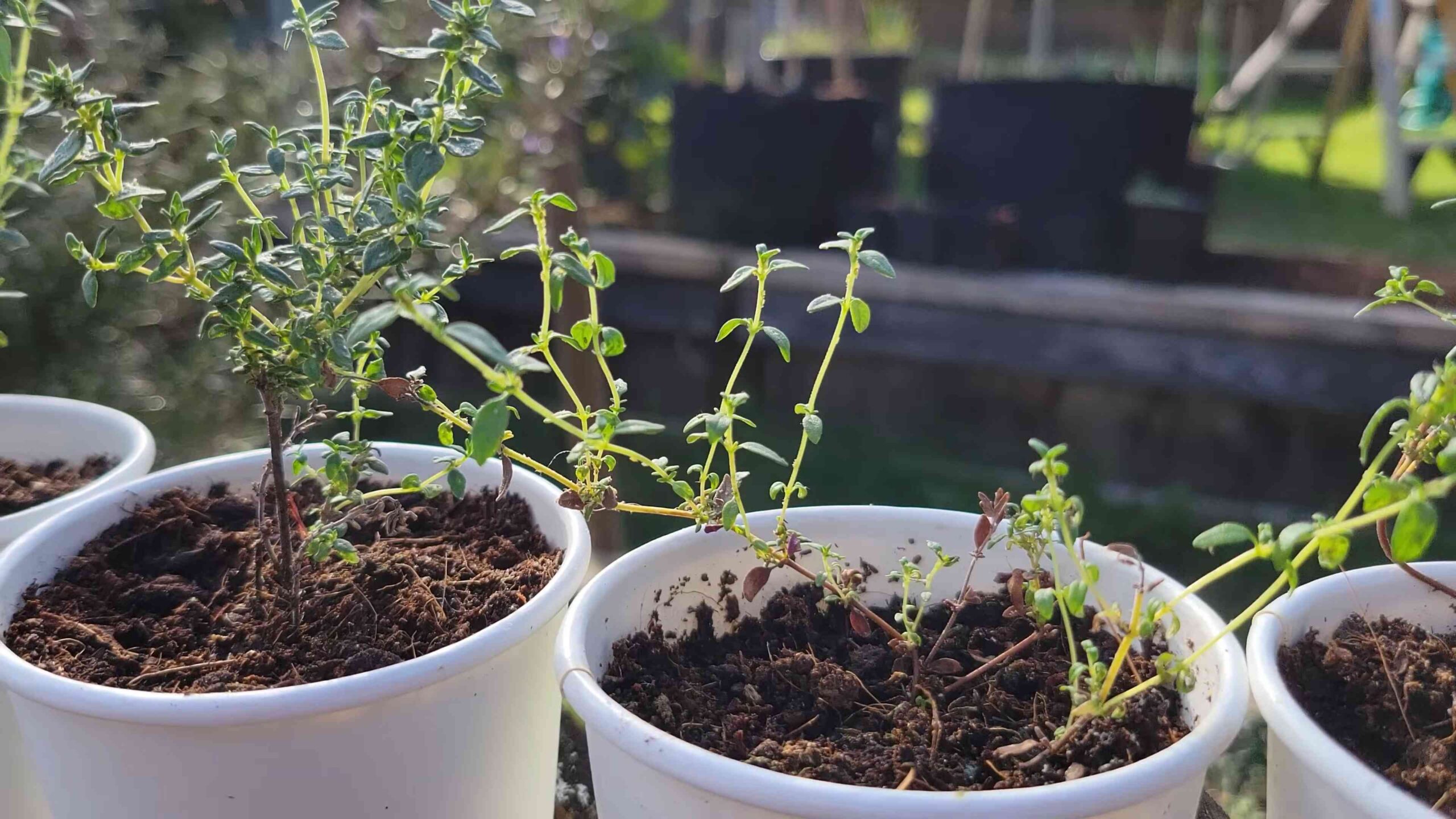 Grow Thyme at Home