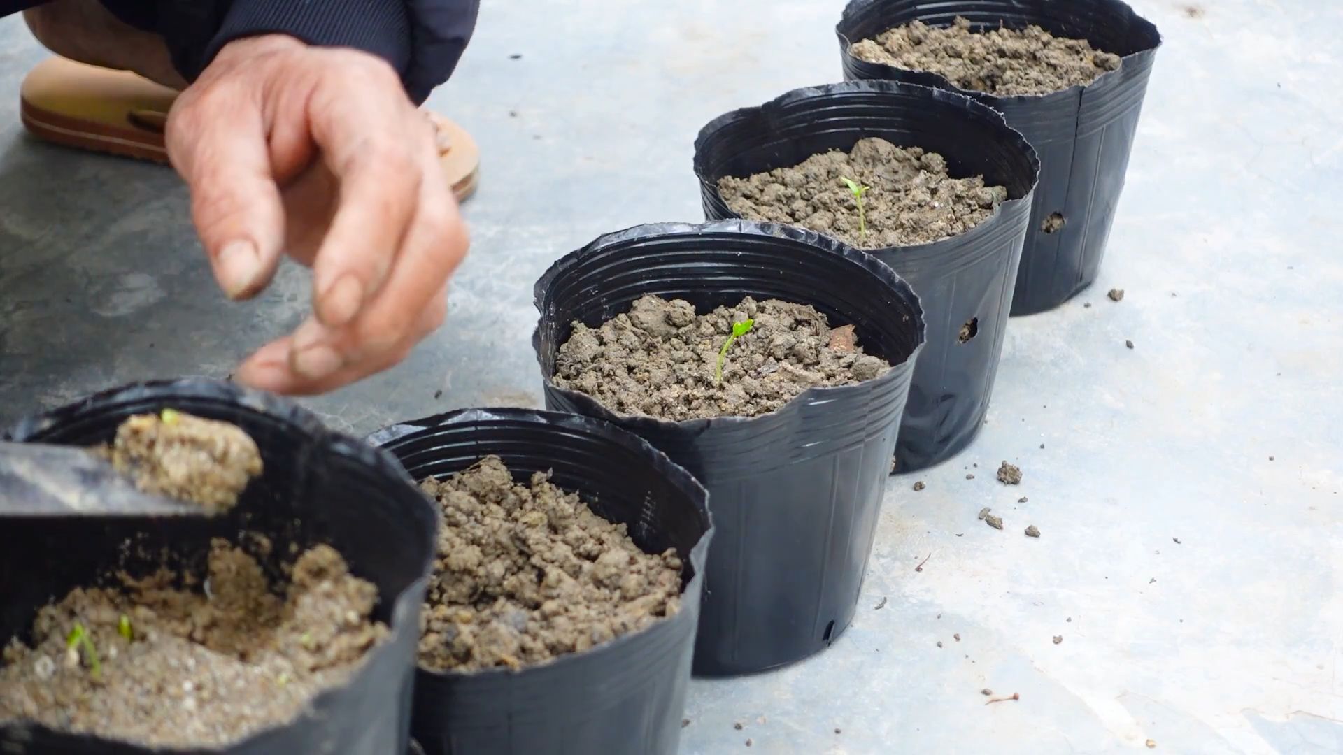 Container gardening bell peppers
