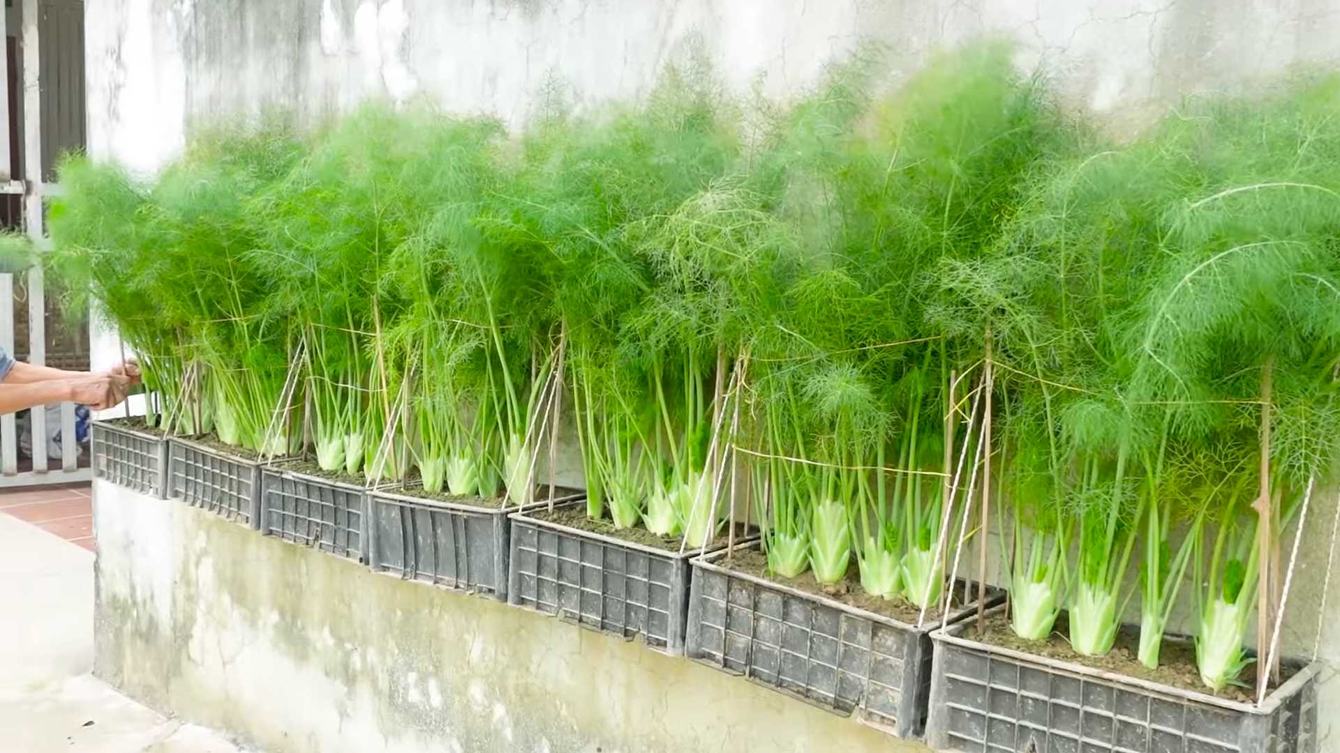 Growing dill indoors
