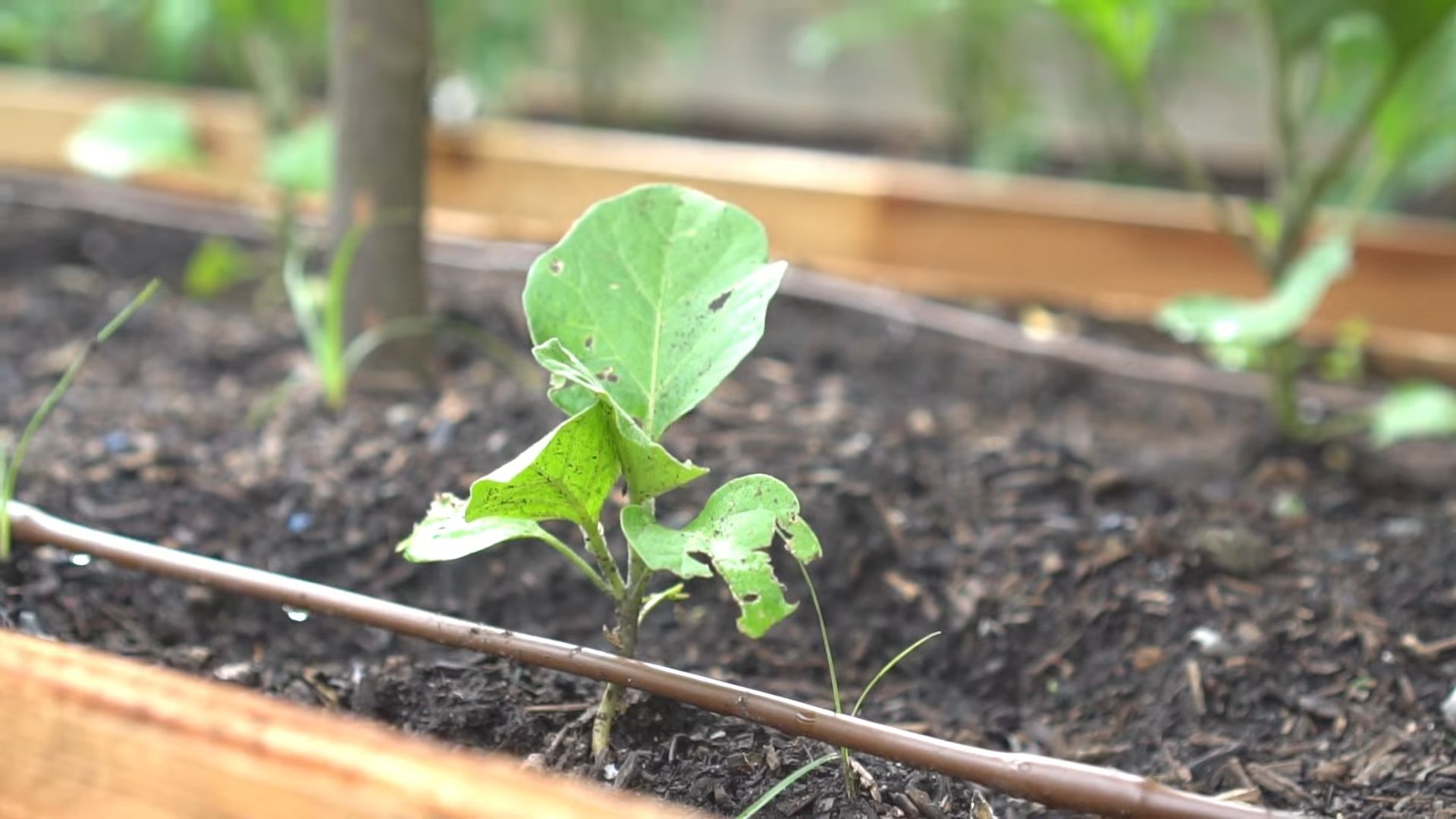 Growing Eggplant in Containers
