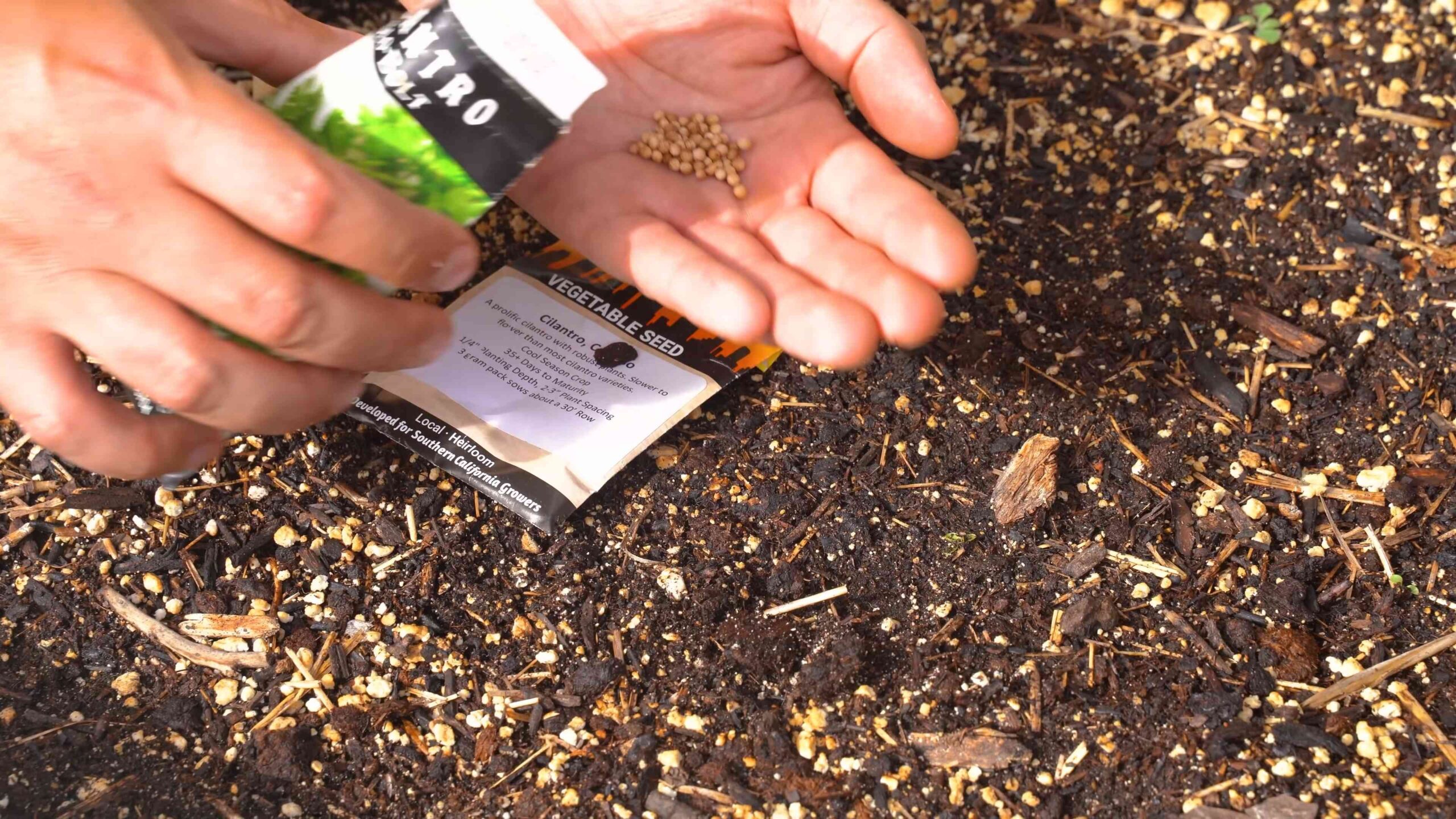 DIY Cilantro Growing