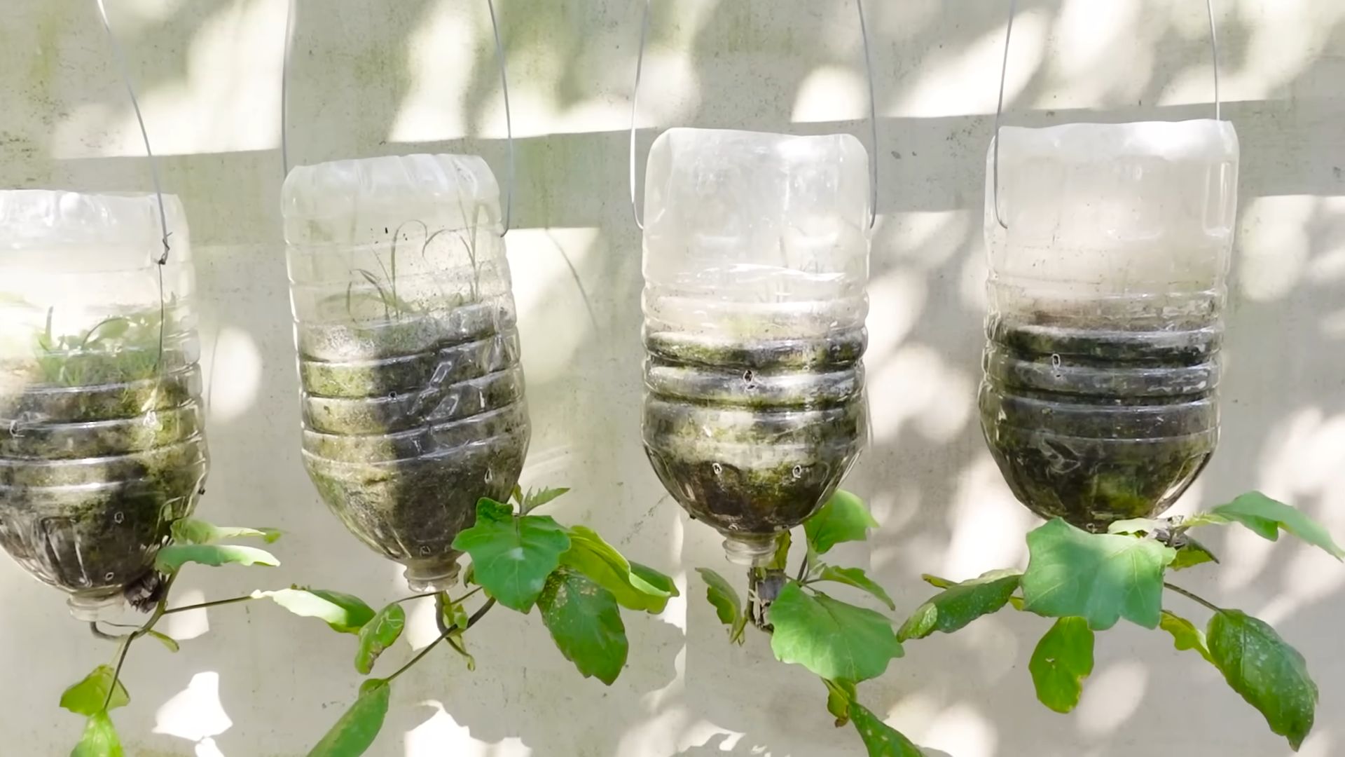 Growing Eggplant Indoors