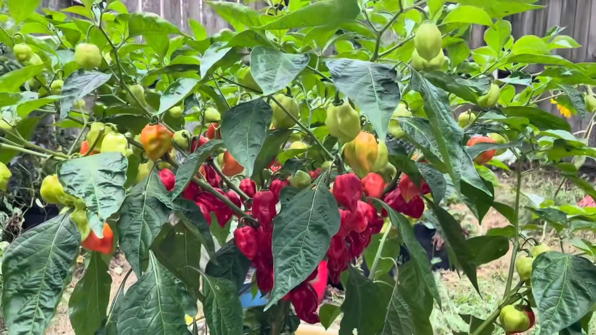 Grow Chili Peppers Indoors