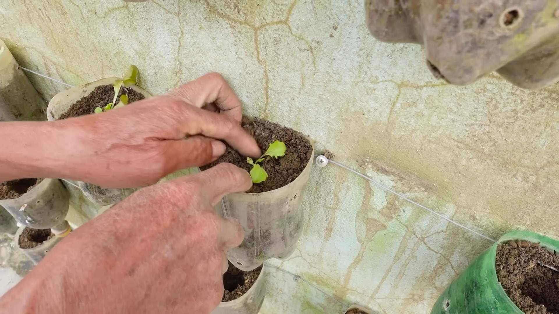 Lettuce Grow Home Garden