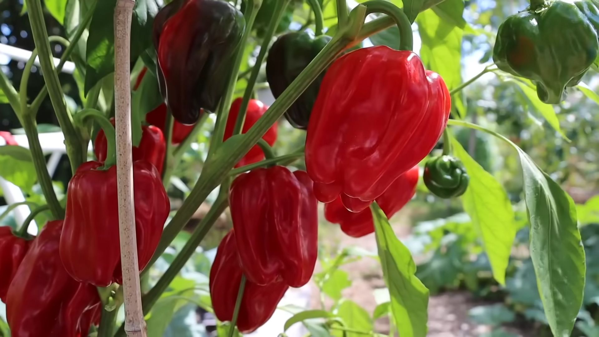 Growing Peppers Backyard