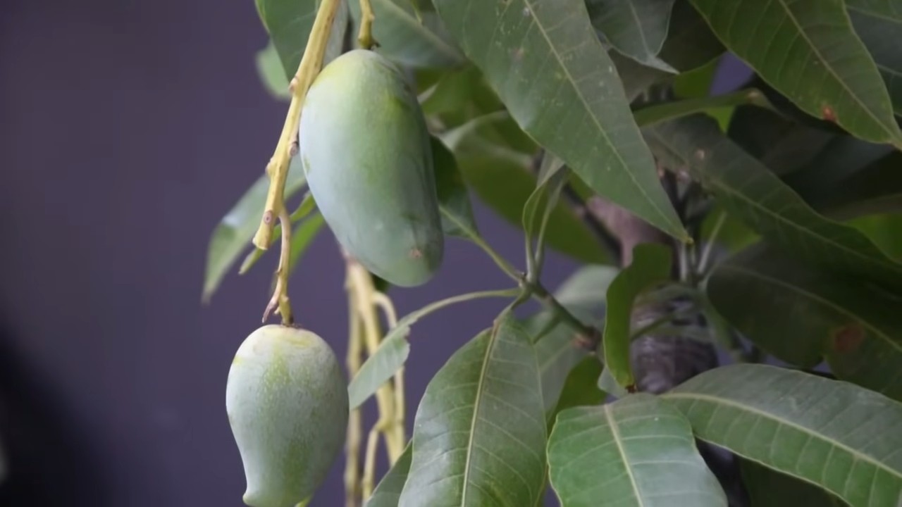 Grow Mangoes at Home