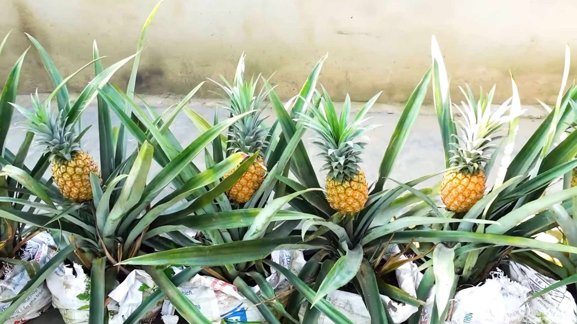 Grow Your Own Pineapples