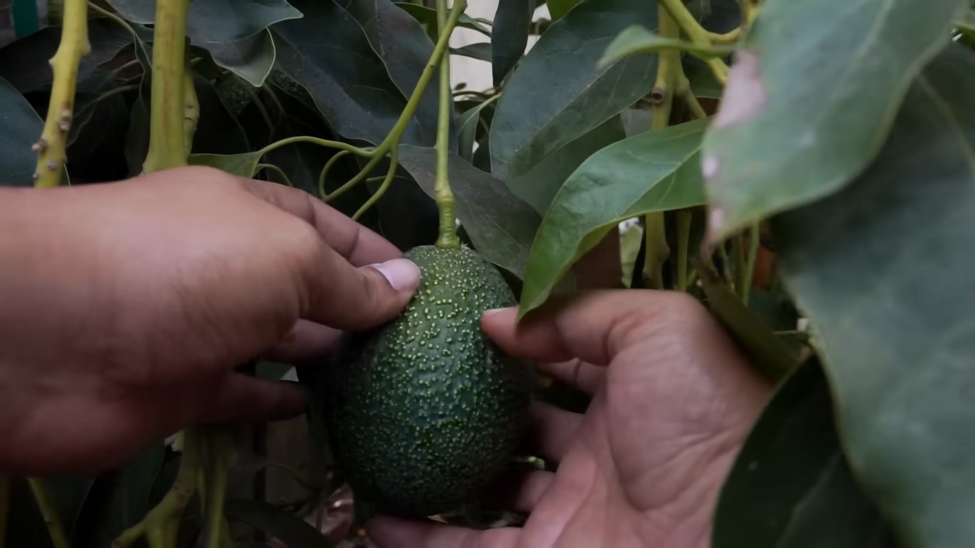 Growing Avocado Tree