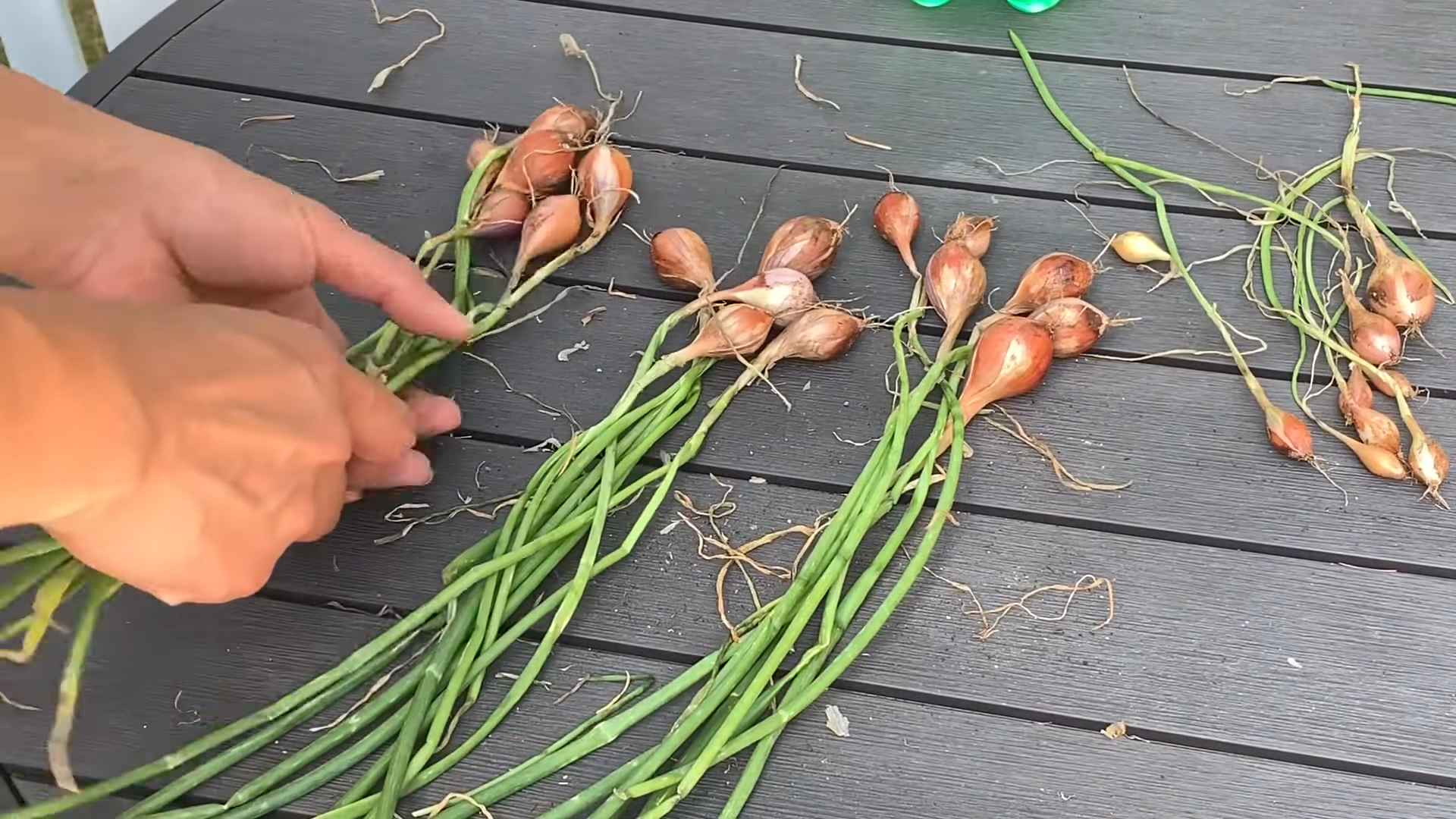 Growing Shallots for Beginners