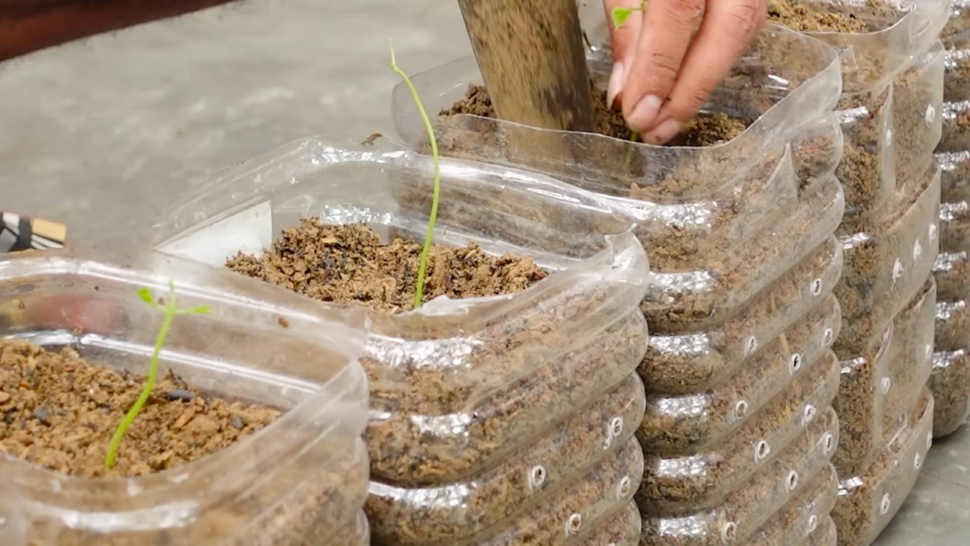 Growing Melons Simple Tips