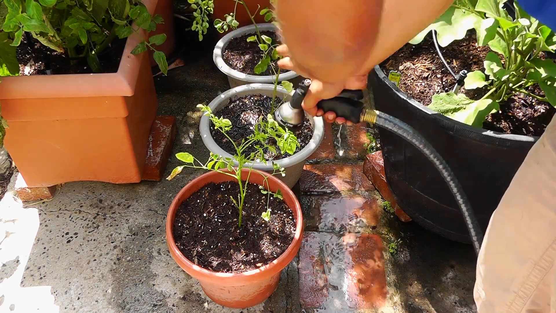 Growing Malunggay at Home