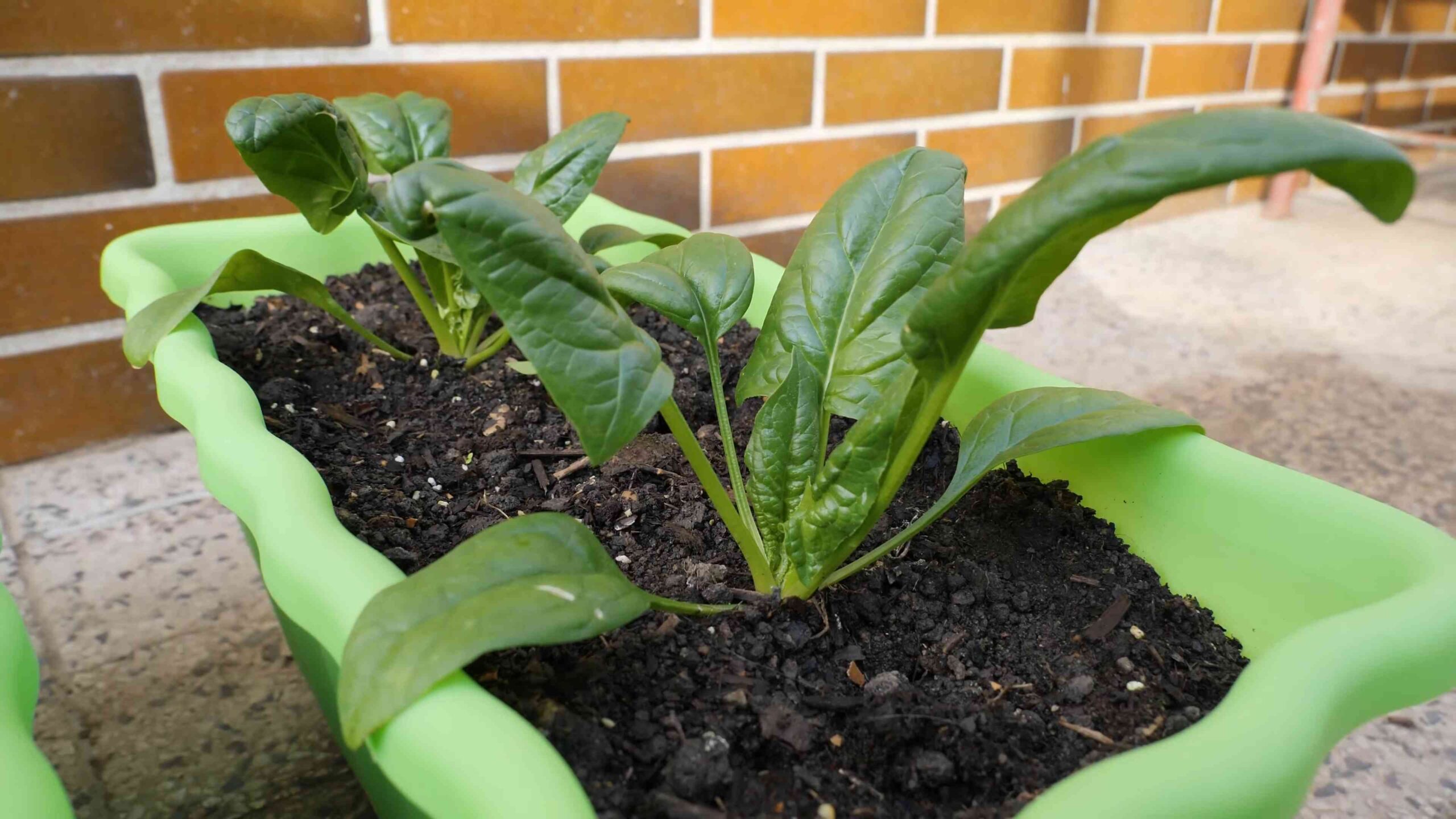 Grow spinach at home
