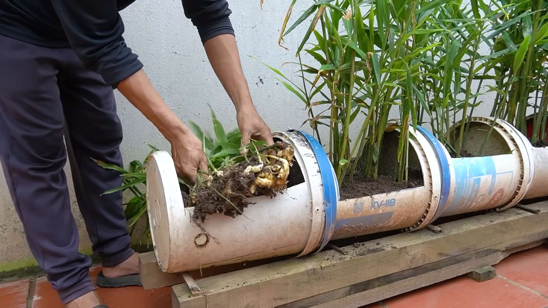 Grow Ginger at Home