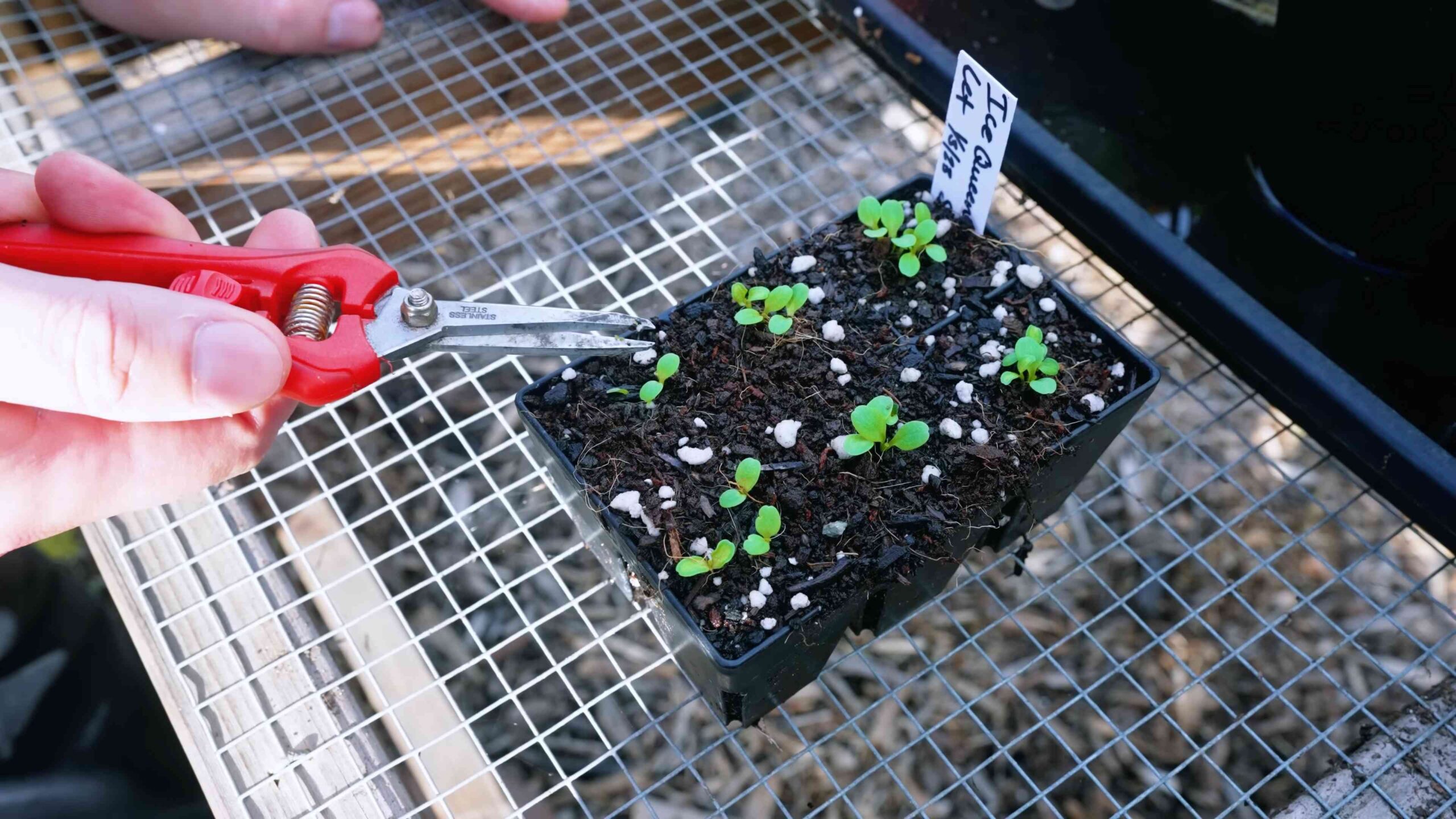 Grow Lettuce Fast