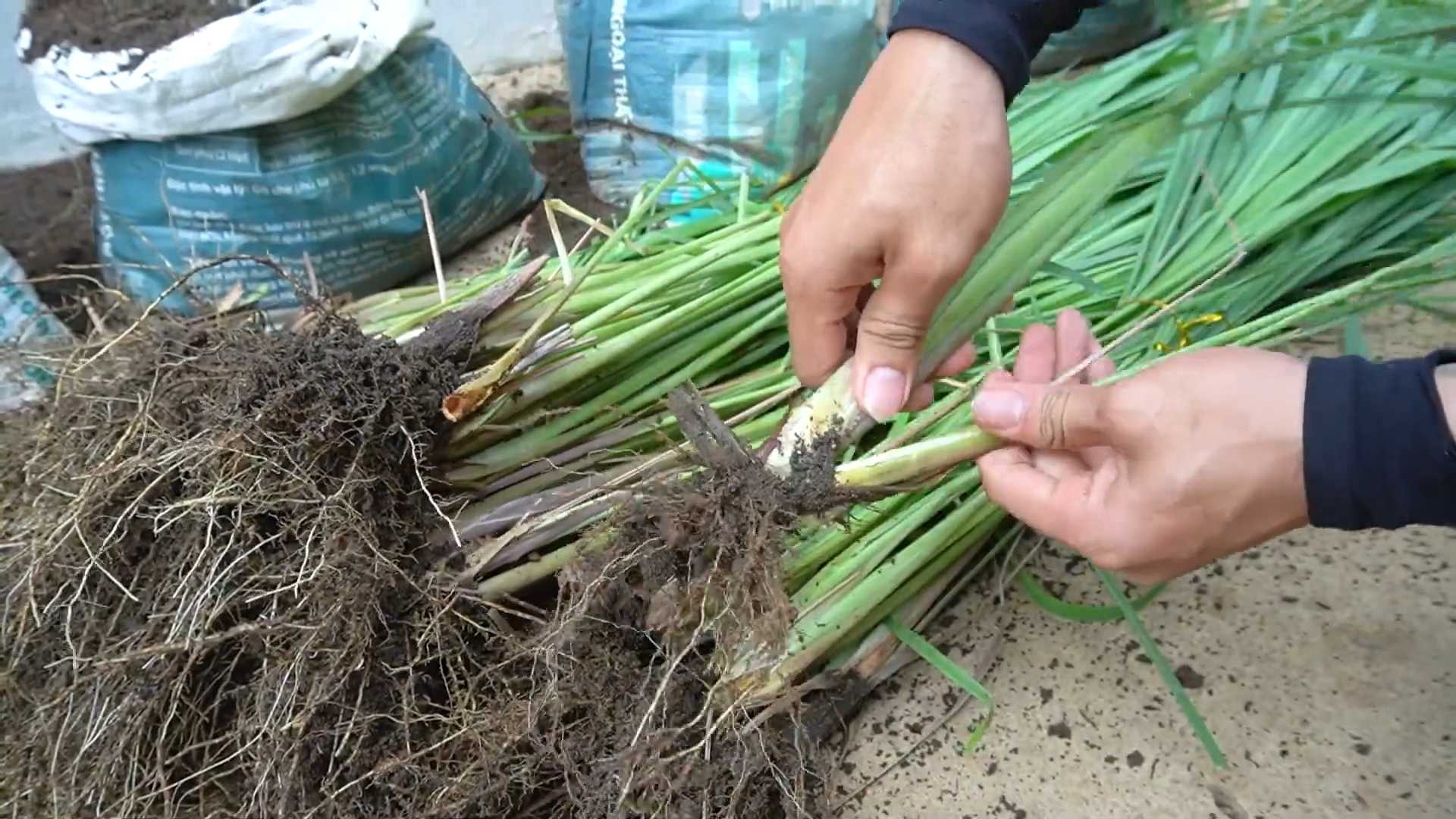 Grow Lemongrass at Home