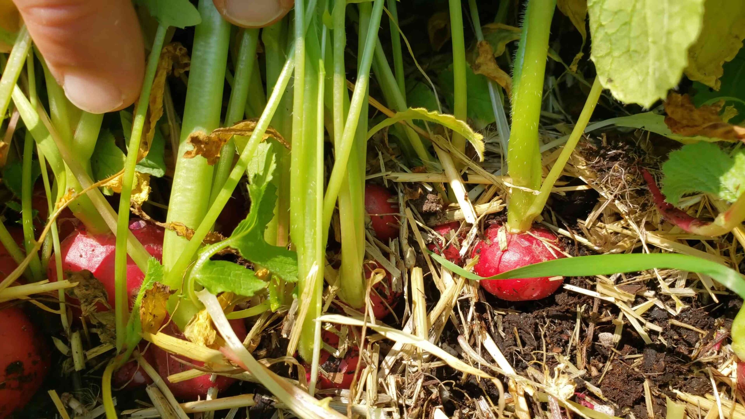 Grow Radishes at Home