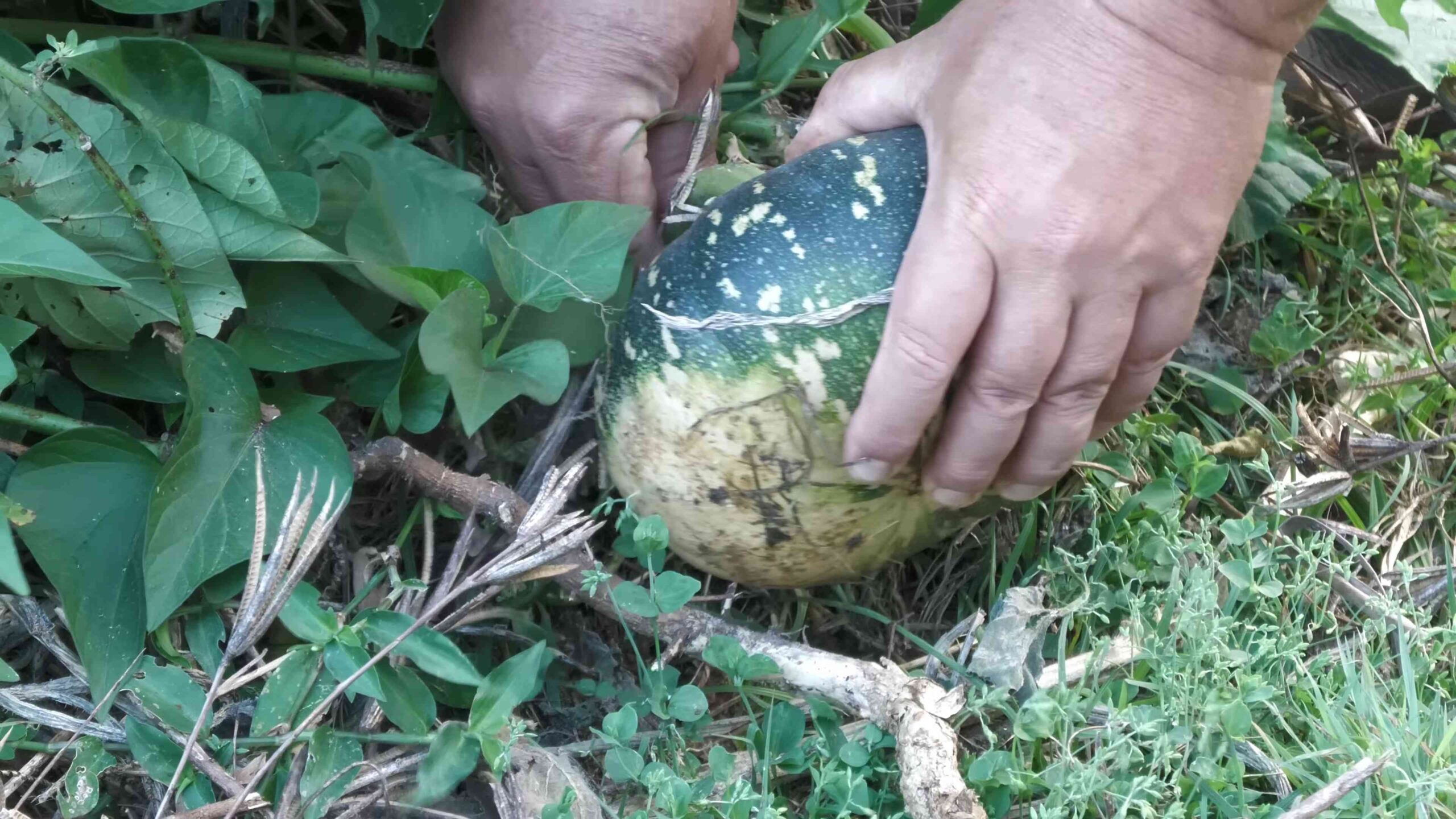 Grow Squash at Home