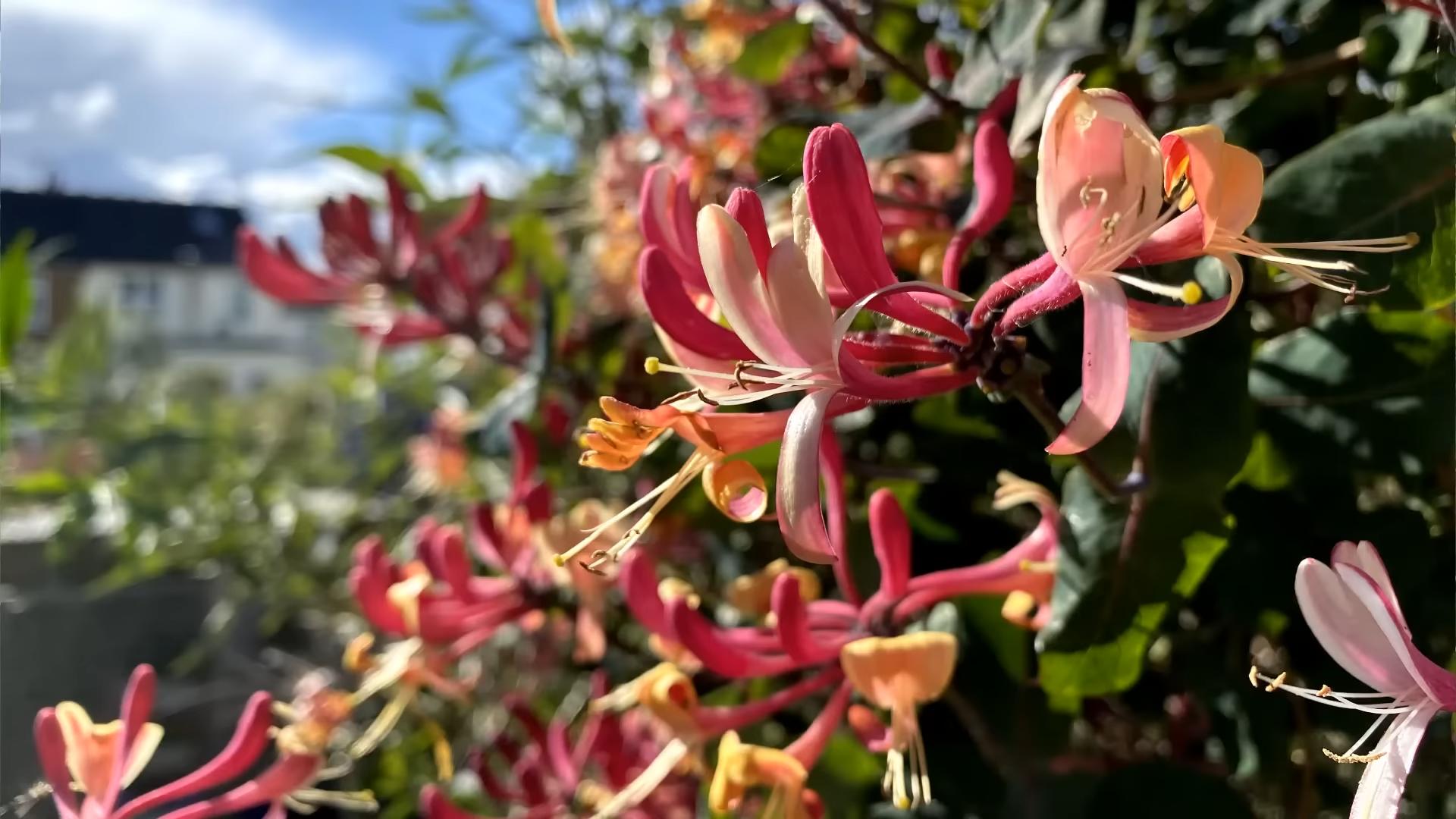 Grow Honeysuckle on Trellis