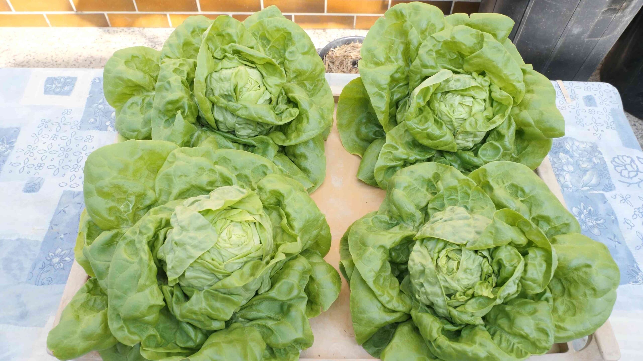 Grow Lettuce Container Gardening