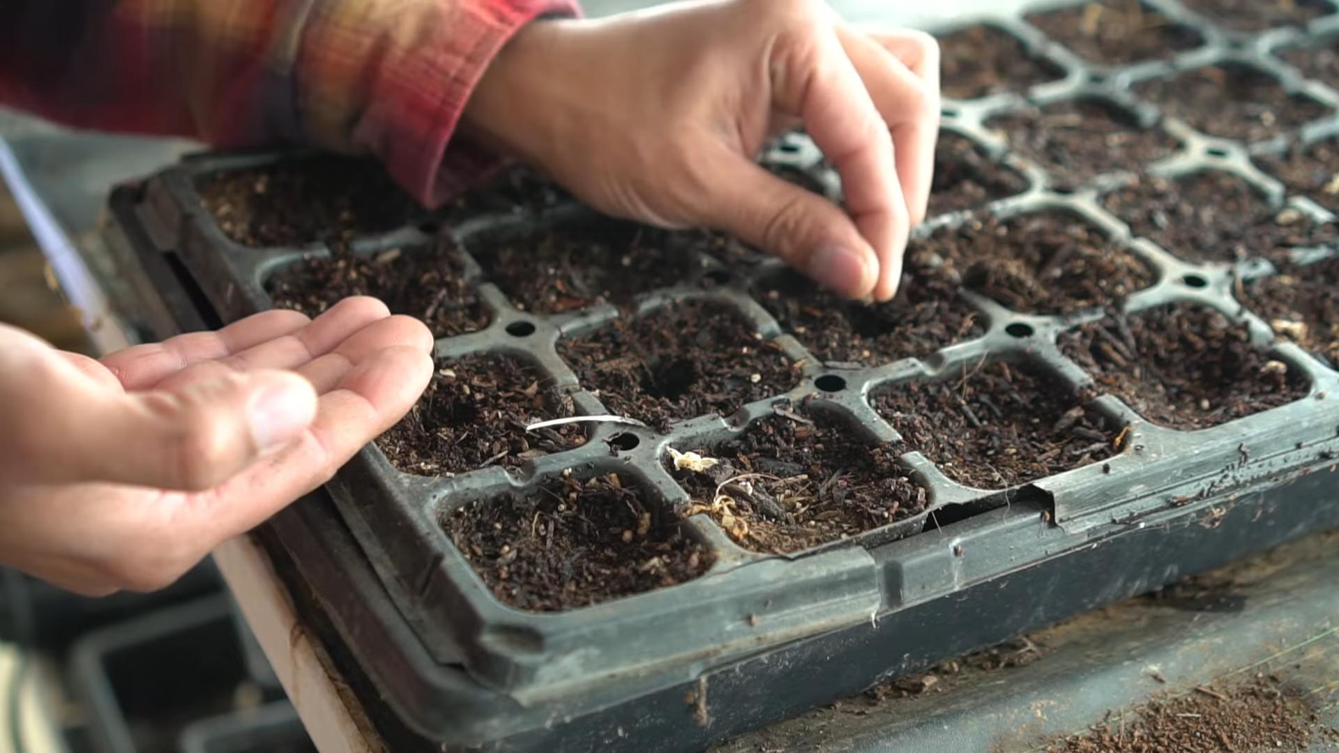 Grow Healthy Eggplants