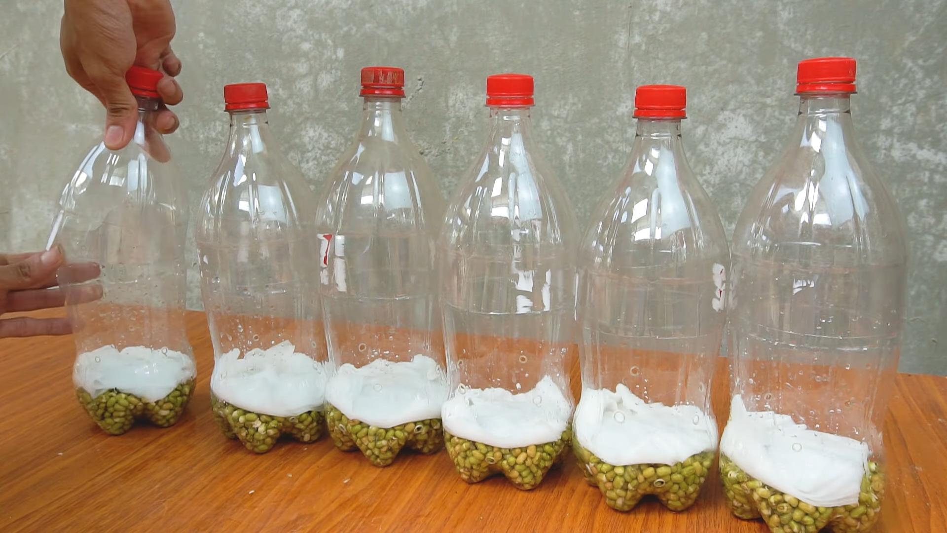 Grow Bean Sprouts DIY
