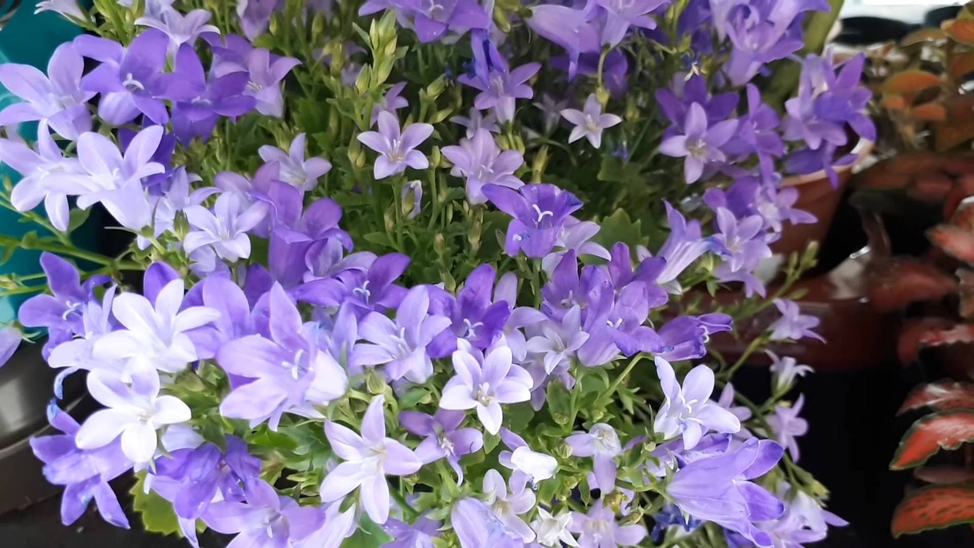 Growing Bellflowers Perennial Care