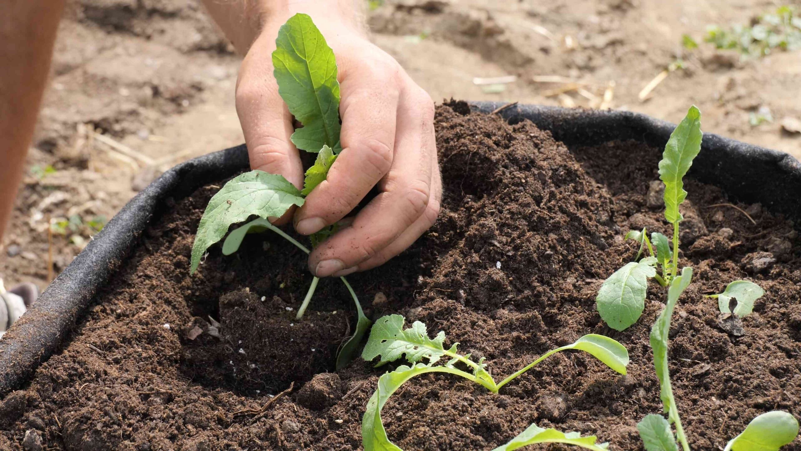 Grow Daikon Radish at Home