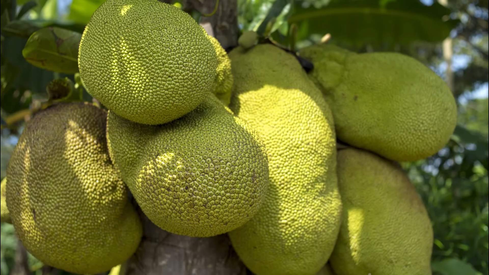 Jackfruit tree growing guide