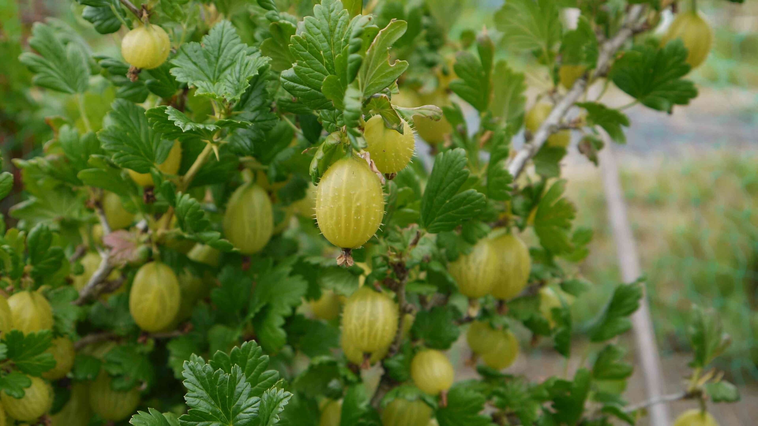 Growing Gooseberries at Home