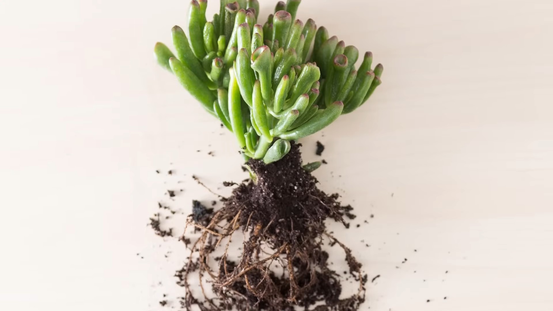 Indoor Succulents for Beginners