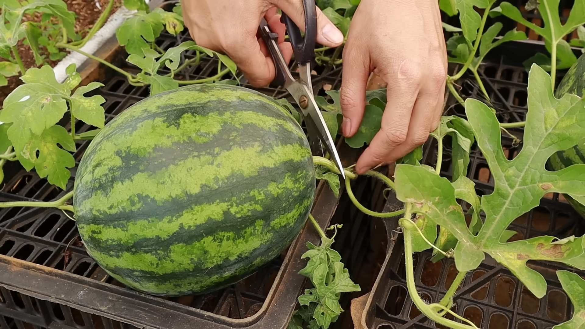 Grow Watermelon at Home
