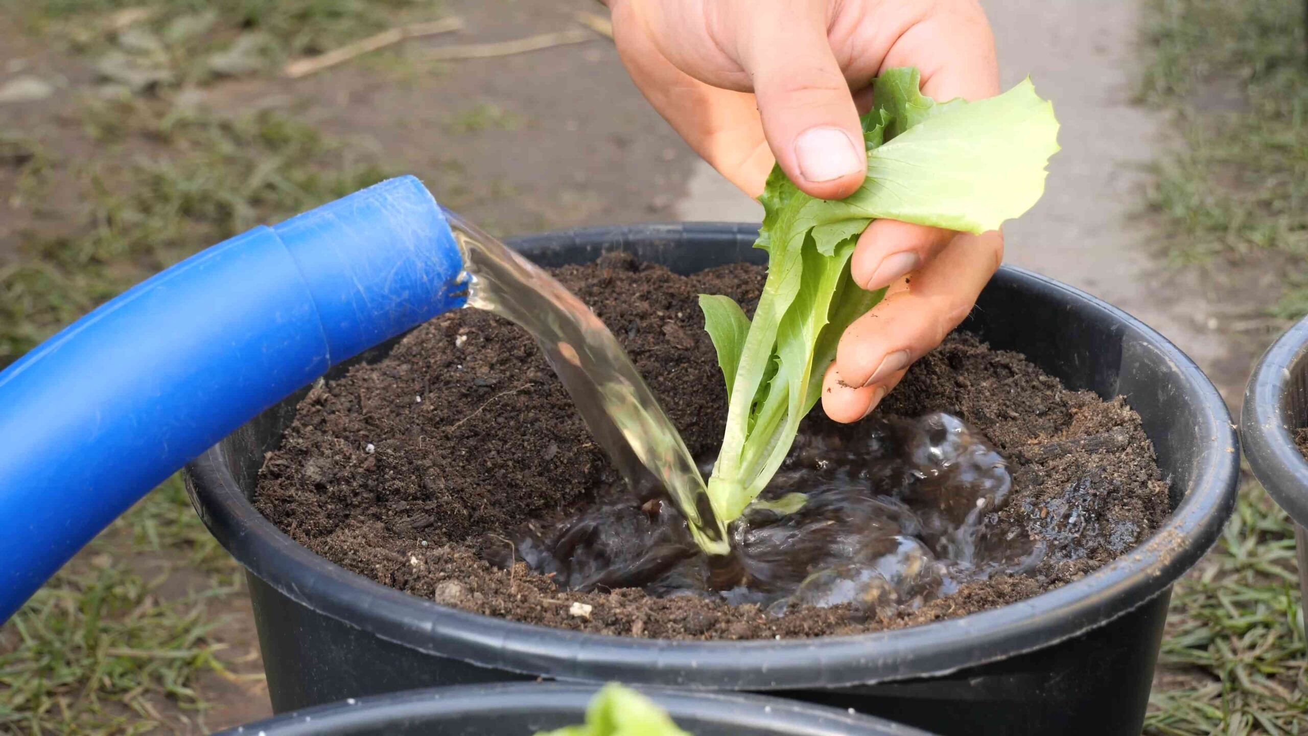 Container Lettuce Gardening