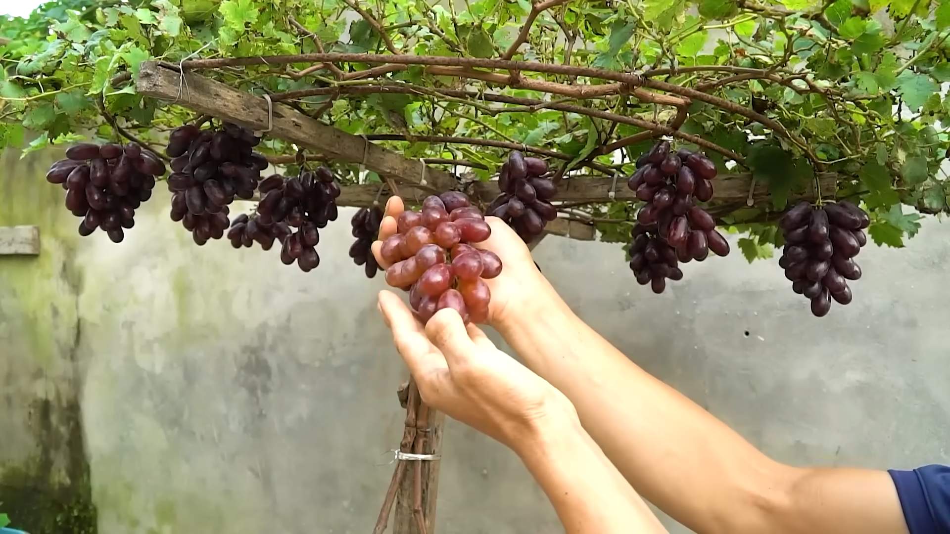 Growing Grapes at Home