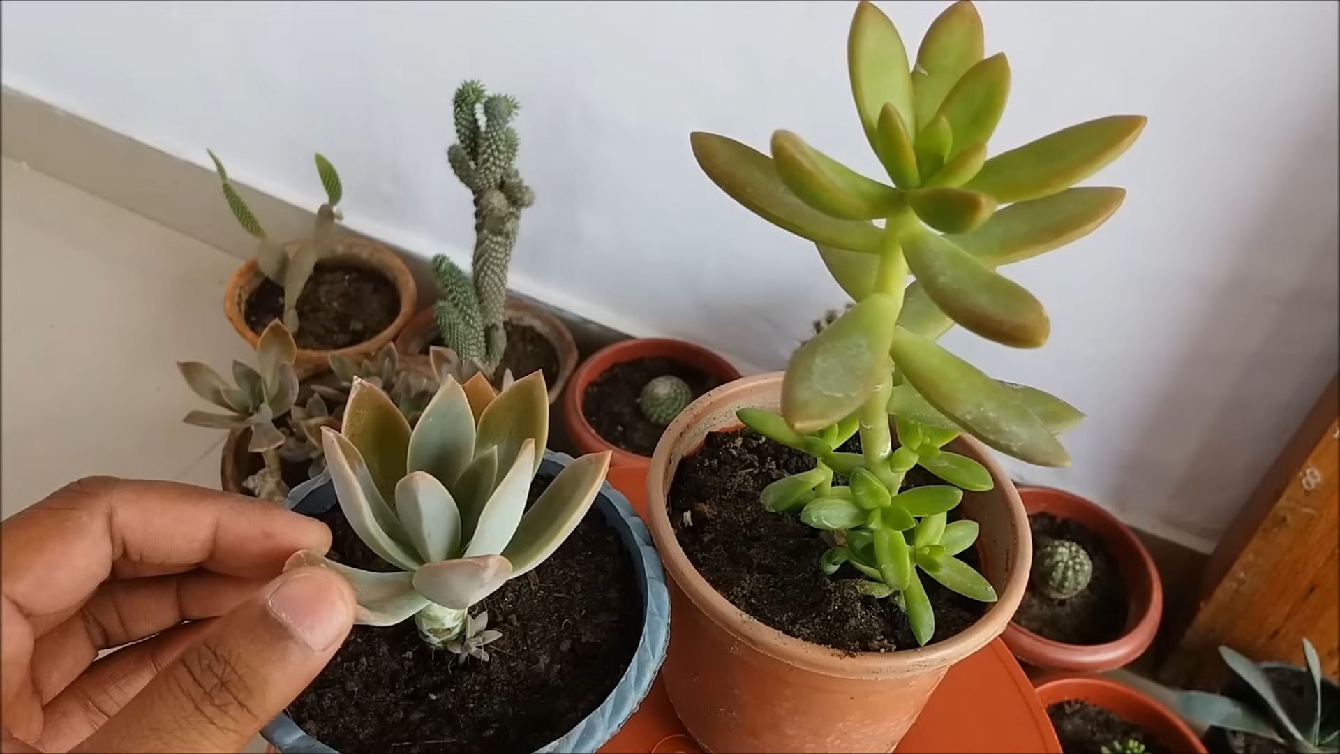 Growing Violets Tips
