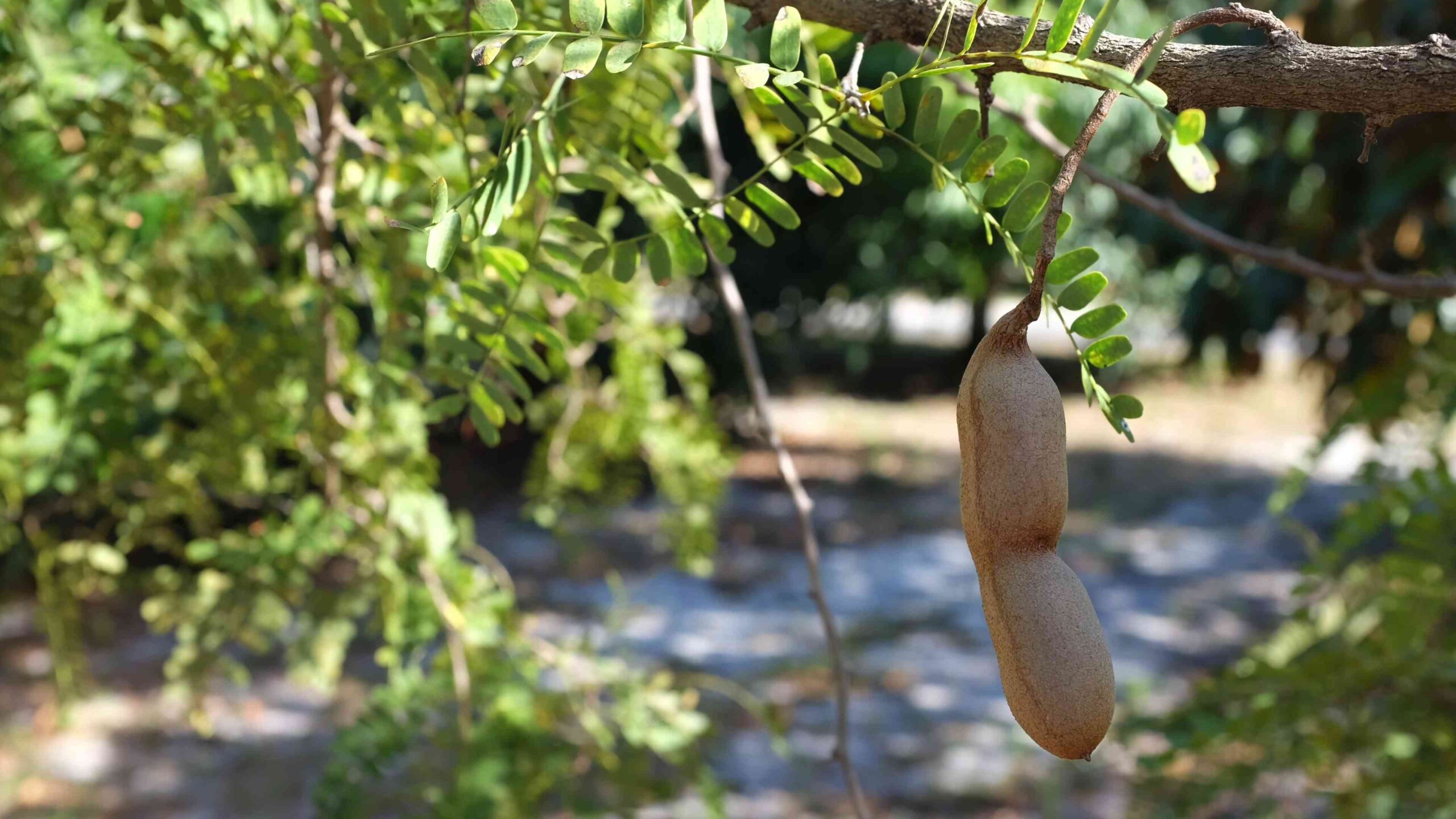 Grow tamarind tree at home