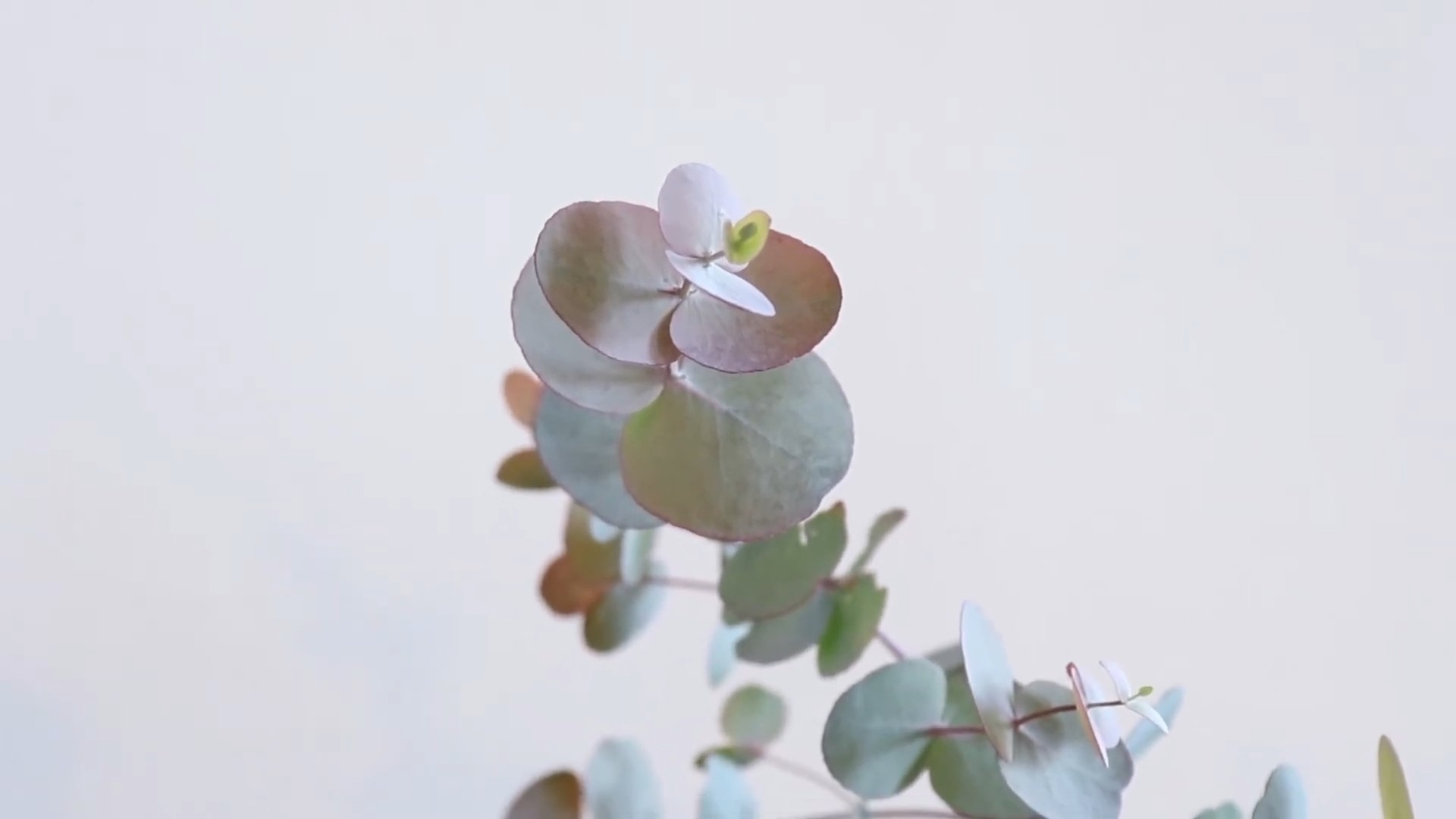 Grow Eucalyptus Leaves